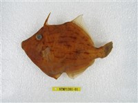 藏品(冠鱗單棘魨)的圖片